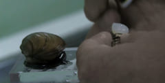 ポーランドの「水質検査をする貝」は800万人の生活水を支えているの画像 3/4