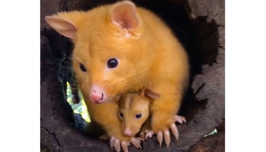 ピカチュウそっくりな謎の動物がゲットされる 黄色く輝く ネズミ の正体は 2 3 ナゾロジー