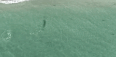 小さなサメが「人食いザメ」から逃げる驚愕のテクニックが初めて動画で撮影されるの画像 5/5