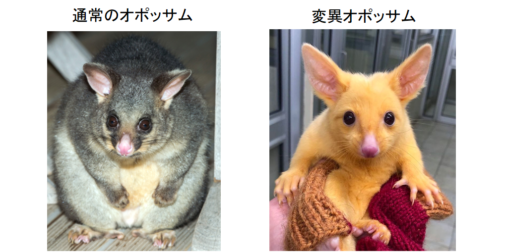 ピカチュウそっくりな謎の動物がゲットされる 黄色く輝く ネズミ の正体は の画像 2 4 ナゾロジー