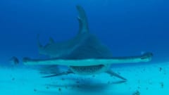 小さなサメが「人食いザメ」から逃げる驚愕のテクニックが初めて動画で撮影されるの画像 1/5