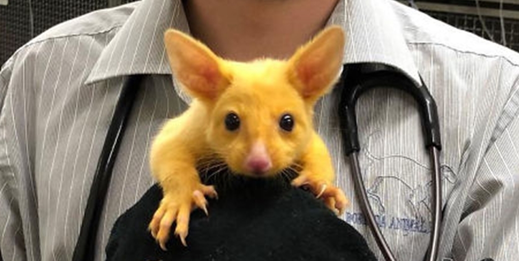 ピカチュウそっくりな謎の動物がゲットされる 黄色く輝く ネズミ の正体は ナゾロジー