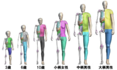 バーチャル人体モデル「THUMS」が無償で一般公開されるの画像 2/5