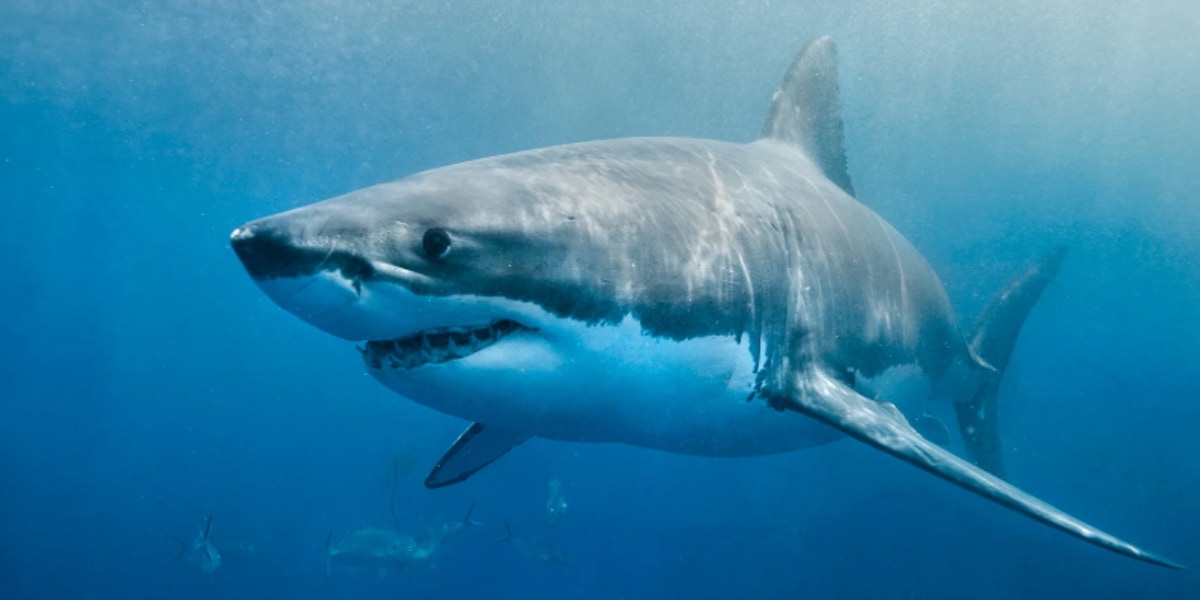 “10メートル級のイカ”とサメが対決！　サメの背中に吸盤型の傷跡が発見される（ハワイ）の画像 1/3