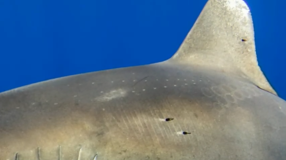 “10メートル級のイカ”とサメが対決！　サメの背中に吸盤型の傷跡が発見される（ハワイ）の画像 2/3