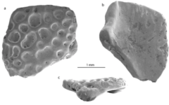 南極で見つかったカエルの化石が「 超大陸ゴンドワナ」の存在を証明！　カエルが世界中にいる理由があきらかにの画像 2/6