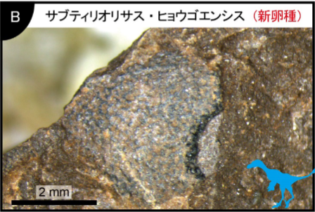 「世界最小」の恐竜の卵化石が兵庫県で発見される！　サイズはウズラの卵ほどの画像 5/8