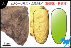 「世界最小」の恐竜の卵化石が兵庫県で発見される！　サイズはウズラの卵ほどの画像 3/8