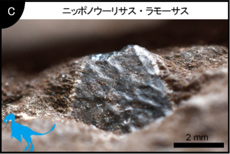 「世界最小」の恐竜の卵化石が兵庫県で発見される！　サイズはウズラの卵ほどの画像 6/8