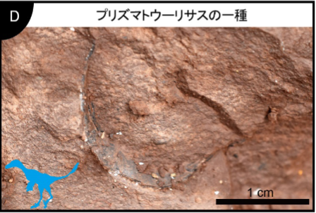 「世界最小」の恐竜の卵化石が兵庫県で発見される！　サイズはウズラの卵ほどの画像 7/8