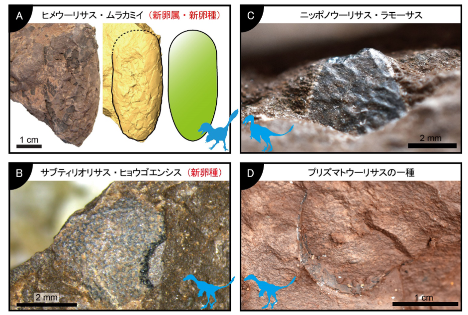 「世界最小」の恐竜の卵化石が兵庫県で発見される！　サイズはウズラの卵ほどの画像 1/8