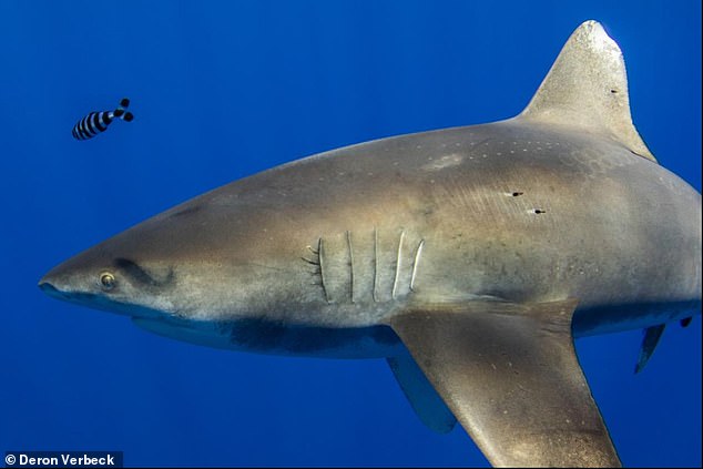 “10メートル級のイカ”とサメが対決！　サメの背中に吸盤型の傷跡が発見される（ハワイ）の画像 1/3