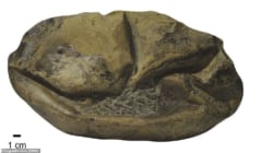 南極で見つかった丸い化石が「太古の巨大卵」だったと判明！　”長さ30cm”全生物のなかで2番目の大きさの画像 1/6