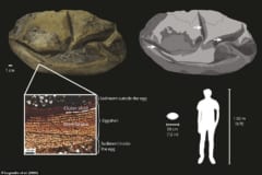 南極で見つかった丸い化石が「太古の巨大卵」だったと判明！　”長さ30cm”全生物のなかで2番目の大きさの画像 3/6