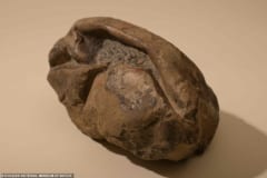 南極で見つかった丸い化石が「太古の巨大卵」だったと判明！　”長さ30cm”全生物のなかで2番目の大きさの画像 4/6
