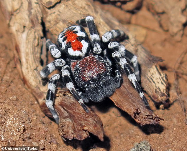 ピエロのような模様を持つ新種クモを発見 名前は映画ジョーカーの俳優から命名 ナゾロジー
