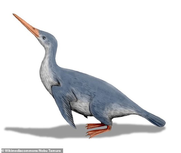 3700万年前の北半球には、ヒトの背丈と同じ大きさの”ペンギンみたいな生き物”が存在していた？の画像 2/6