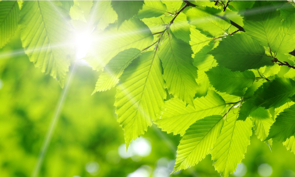 葉緑体が緑色である理由が解明される 光合成には最適な色の光があると判明 ナゾロジー