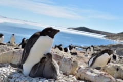 南極のペンギンは温暖化のおかげで繁栄していた!?　繁殖のメカニズムを解明の画像 1/6