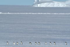 南極のペンギンは温暖化のおかげで繁栄していた!?　繁殖のメカニズムを解明の画像 4/6