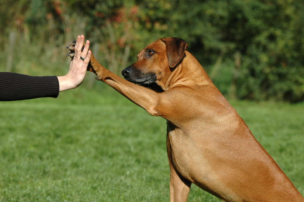 犬は「飼い主を助けたい」と思っていることが証明される！　やっぱり犬は人に”やさしい”パートナーだったの画像 1/3