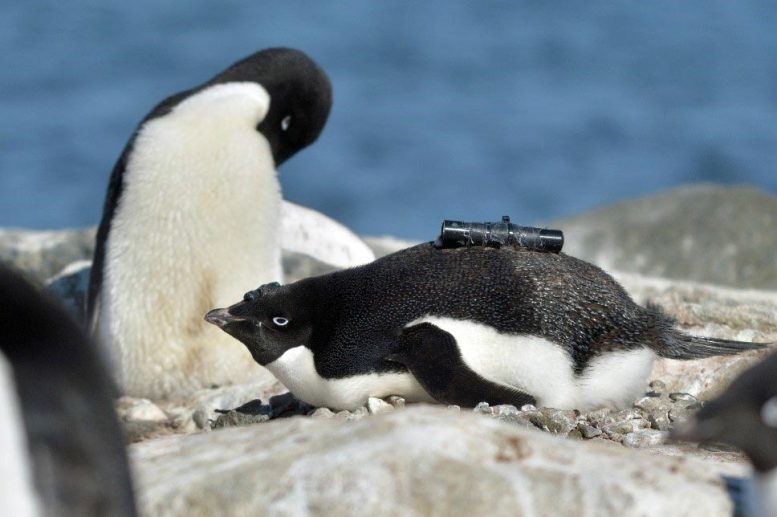 南極のペンギンは温暖化のおかげで繁栄していた!?　繁殖のメカニズムを解明の画像 2/6