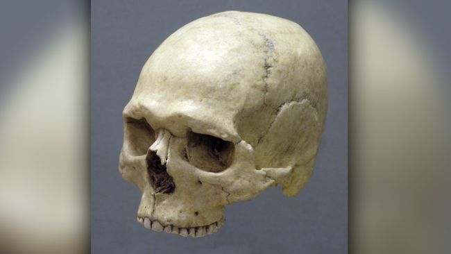 8000年前の頭蓋骨から「青い瞳の男性」が完全復元されるの画像 2/10
