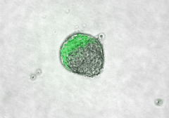 万能細胞から擬似的なヒト胚を造ることに成功！　命の宿っていない”初期胎児”を再現できるの画像 3/7