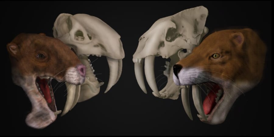サーベルタイガー ティラコスミルス は鋭い牙を狩りに使ってはいなかった 2 2 ナゾロジー