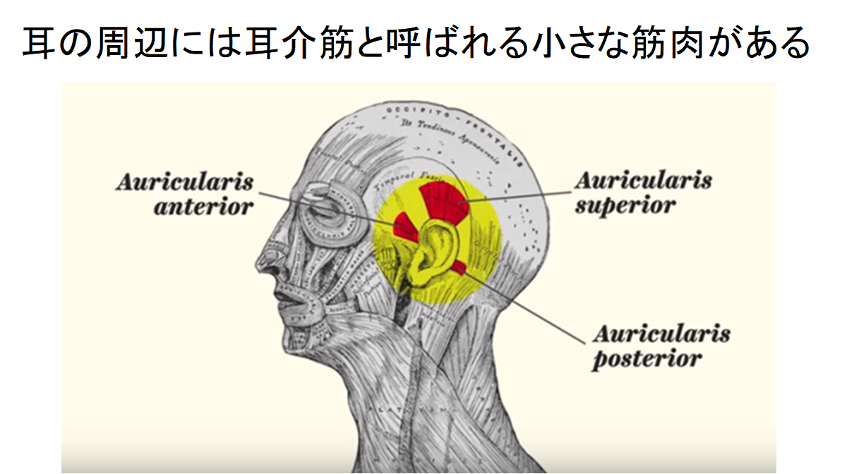 人は興味のある音を聞くとき「誰でも耳をピクピクできる」と判明！　制御する脳領域が神経化石として残っていた！の画像 2/5