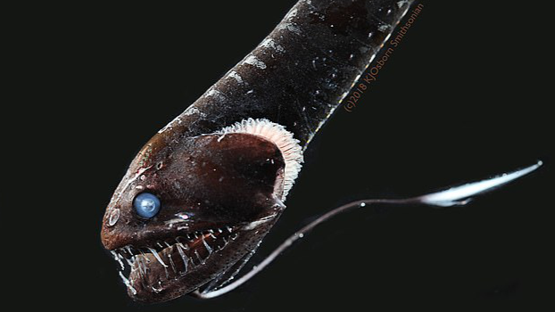 最も黒い深海魚は、光の吸収率が「99.96%」に達すると判明！　ベンタブラックとほぼ同じ黒さ