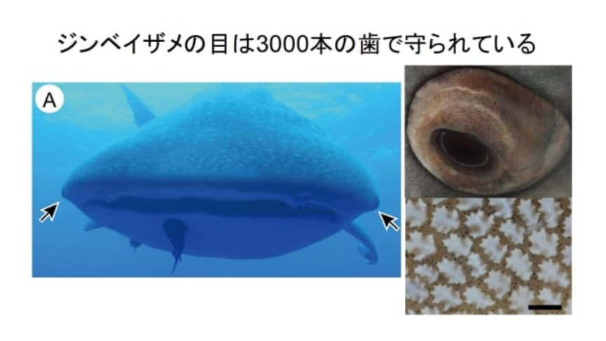 ジンベイザメの目は 3000本の細かな歯 で覆われていた 歯が装甲となって目を保護する 日本 ナゾロジー
