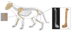 シルクロードで8世紀頃のネコの遺骨を発見！　「初めて人に飼育されたネコ」の可能性もの画像 2/4