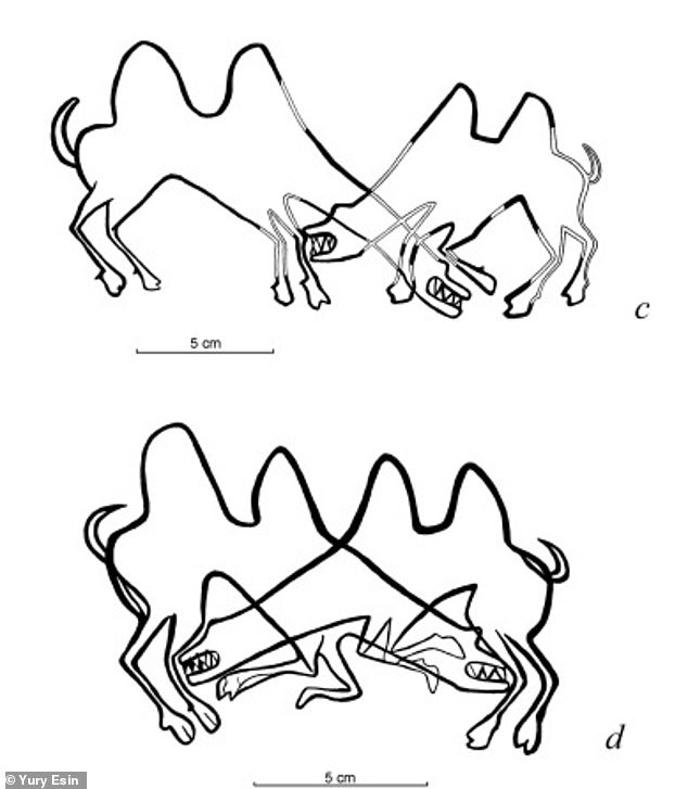 1万3000年前のマンモスの牙に「ラクダの争い」を描いた彫刻絵が見つかる。　アジア最古の動物絵画を発見か!?の画像 5/6