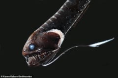 最も黒い深海魚は、光の吸収率が「99.96%」に達すると判明！　ベンタブラックとほぼ同じ黒さの画像 1/6