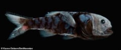 最も黒い深海魚は、光の吸収率が「99.96%」に達すると判明！　ベンタブラックとほぼ同じ黒さの画像 5/6
