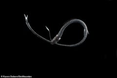 最も黒い深海魚は、光の吸収率が「99.96%」に達すると判明！　ベンタブラックとほぼ同じ黒さの画像 2/6