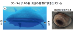 ジンベイザメの目は「3000本の細かな歯」で覆われていた！　歯が装甲となって目を保護する（日本）　の画像 2/6