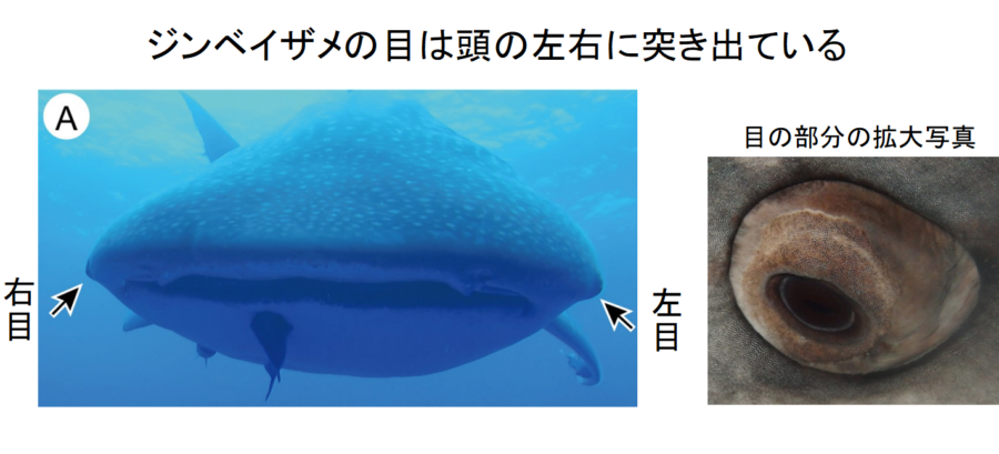 ジンベイザメの目は 3000本の細かな歯 で覆われていた 歯が装甲となって目を保護する 日本 ナゾロジー
