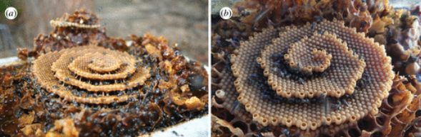 ハチの巣の形には、らせん状と同心円を作る不思議なルールがあると判明！　結晶の生成プロセスに似ているの画像 2/4