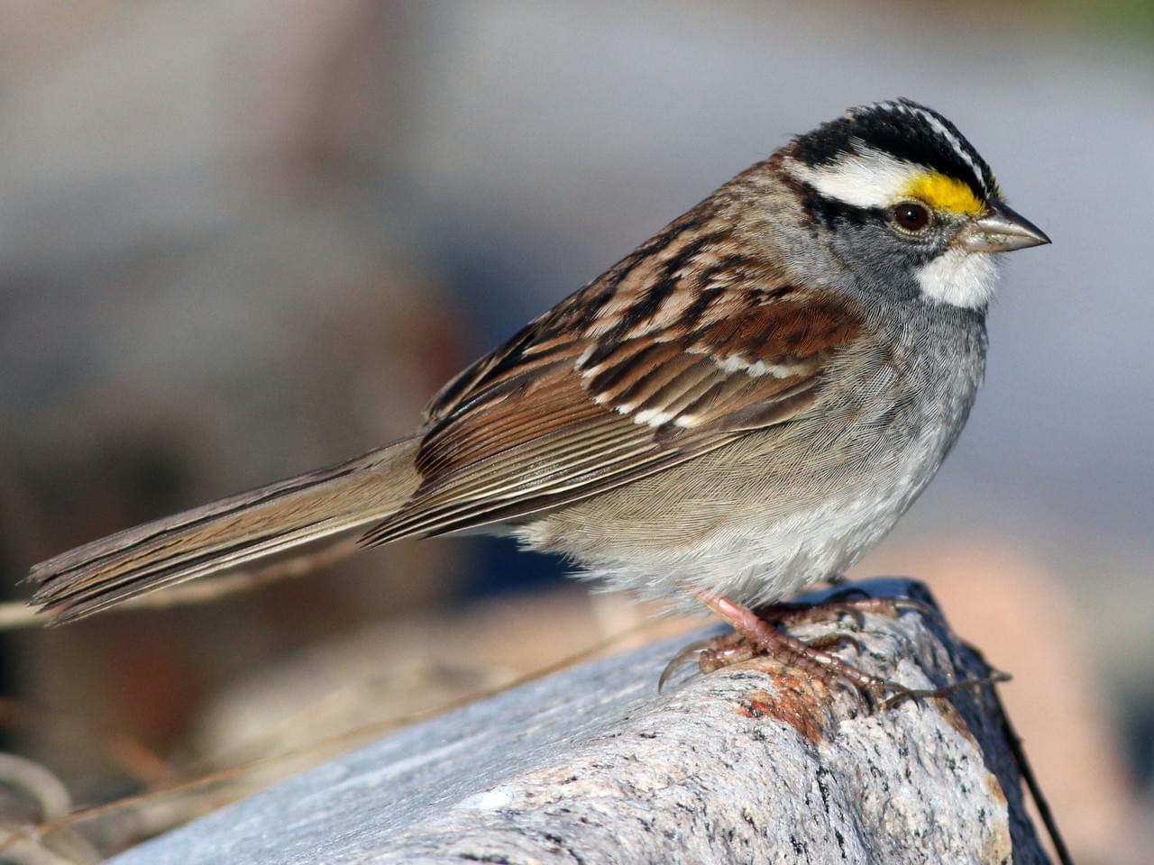 渡り鳥の鳴き声が年間で変化していた 鳥もバズりを気にするのかも 北米 ナゾロジー