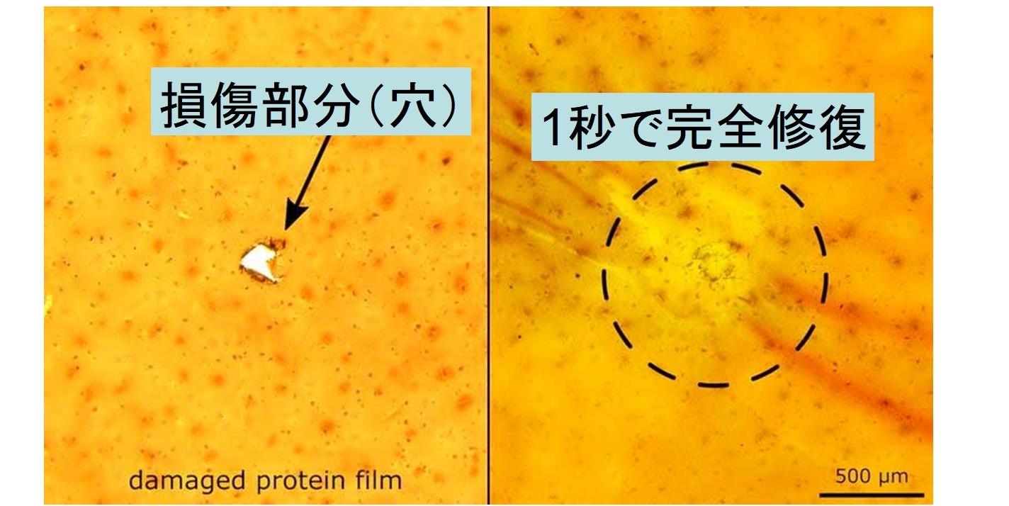 イカのタンパク質から傷を1秒で”自己修復する新素材”が開発される。の画像 2/5