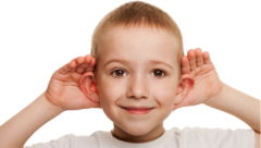 人は興味のある音を聞くとき「誰でも耳をピクピクできる」と判明！　制御する脳領域が神経化石として残っていた！の画像 1/5