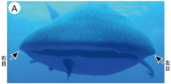 ジンベイザメの目は「3000本の細かな歯」で覆われていた！　歯が装甲となって目を保護する（日本）　の画像 1/6