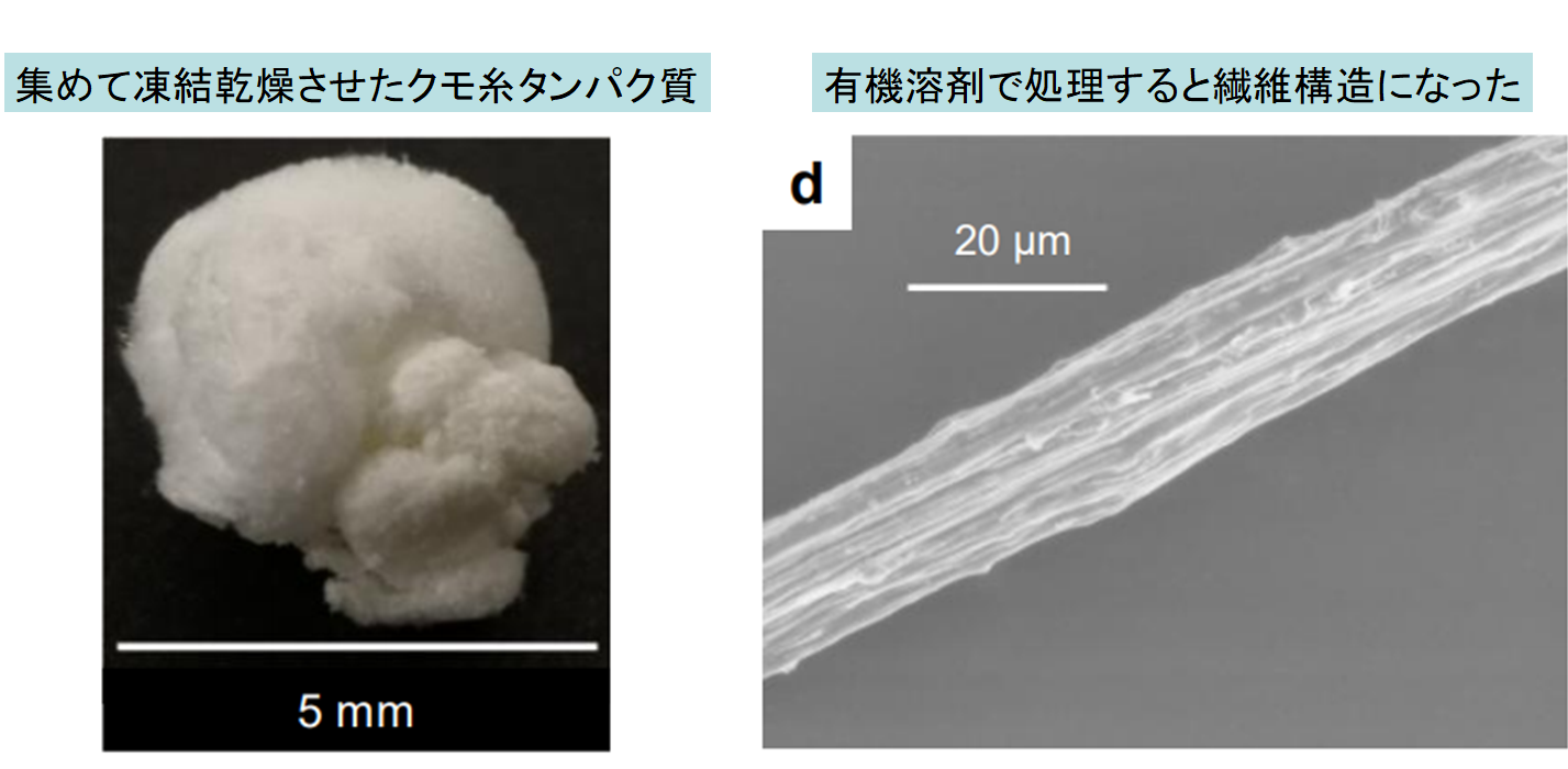 海洋性光合成細菌がクモ糸を作り出せると判明！　シルク繊維は海から生産する未来がくるかもの画像 3/3