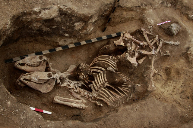 カザフスタンで紀元前1600年頃の「つがいの馬骨」を発見！　中央アジアの乗馬は通説より早く始まっていた