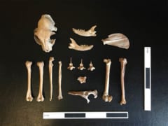 シルクロードで8世紀頃のネコの遺骨を発見！　「初めて人に飼育されたネコ」の可能性もの画像 1/4