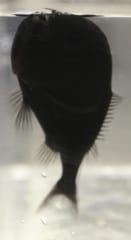 最も黒い深海魚は、光の吸収率が「99.96%」に達すると判明！　ベンタブラックとほぼ同じ黒さの画像 6/6