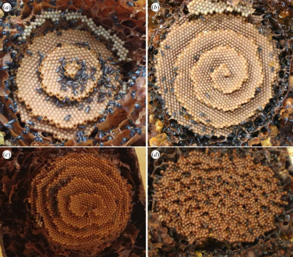 ハチの巣の形には、らせん状と同心円を作る不思議なルールがあると判明！　結晶の生成プロセスに似ているの画像 4/4