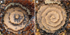 ハチの巣の形には、らせん状と同心円を作る不思議なルールがあると判明！　結晶の生成プロセスに似ているの画像 1/4